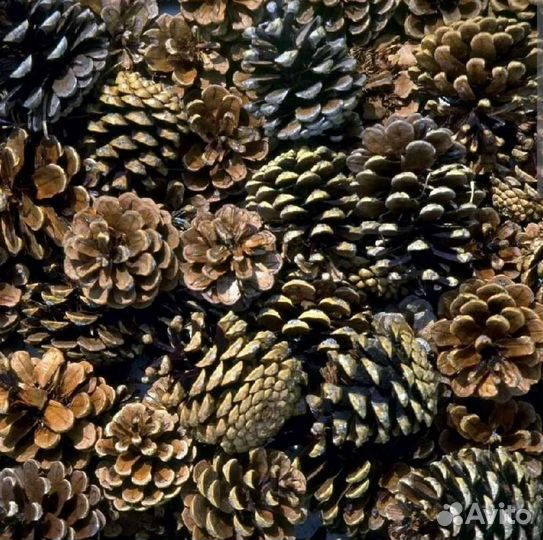 Шишки сосновые 100 шт