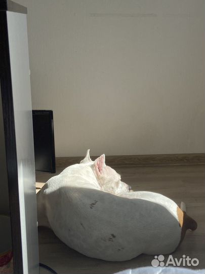 Дрессировка/воспитание собак