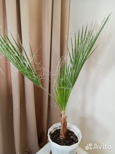 Комнатные растения цветы