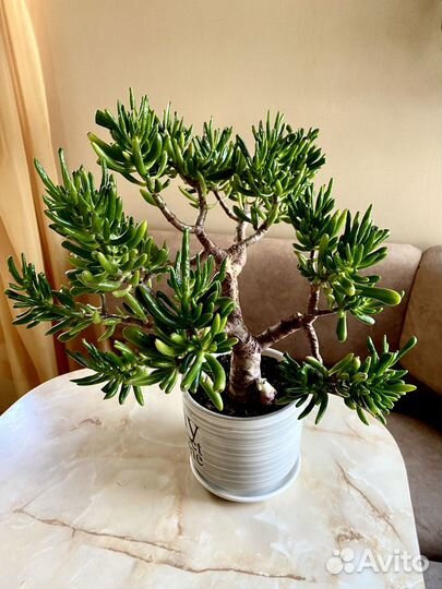 Крассула Коралл