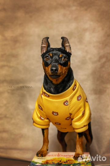 Цвергпинчер