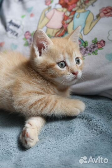 Котята в добрые руки бесплатно