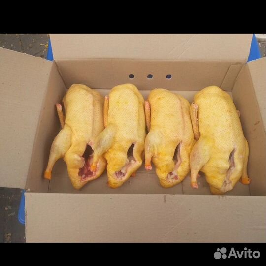 Мясо домашней утки