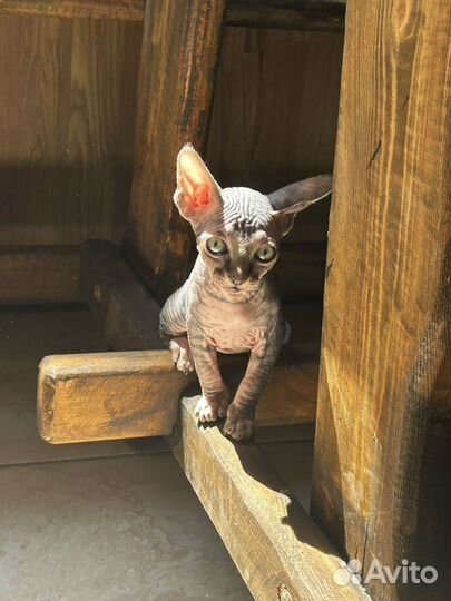 Котенок Канадский сфинкс девочка