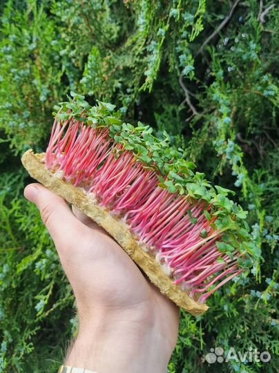 Микрозелень