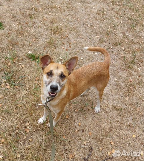 Самая лучшая собака из приюта в добрые руки