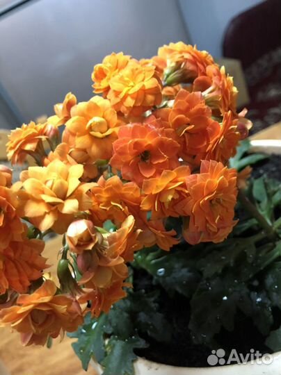 Каланхоэ, долгоцветущий