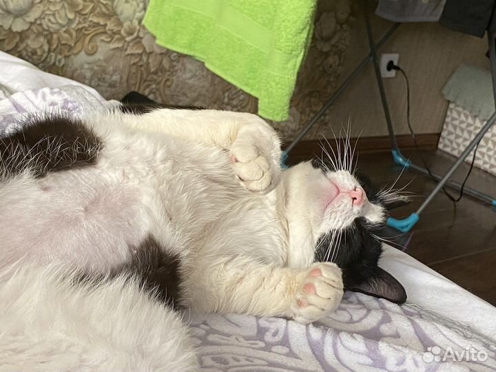 Кот в заботливые руки