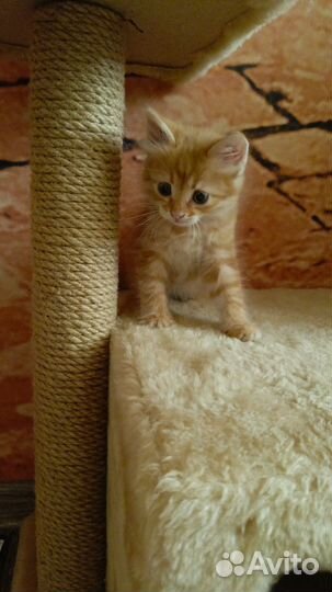 Котёнок-девочка