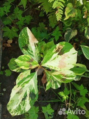 Многолетние садовые растения