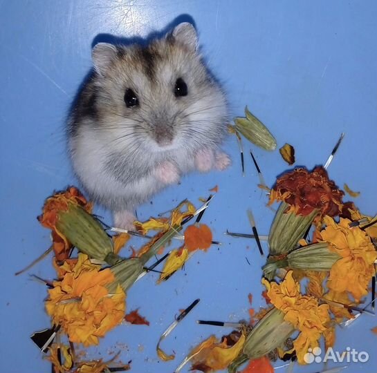 Маленькие джунгарские хомячки