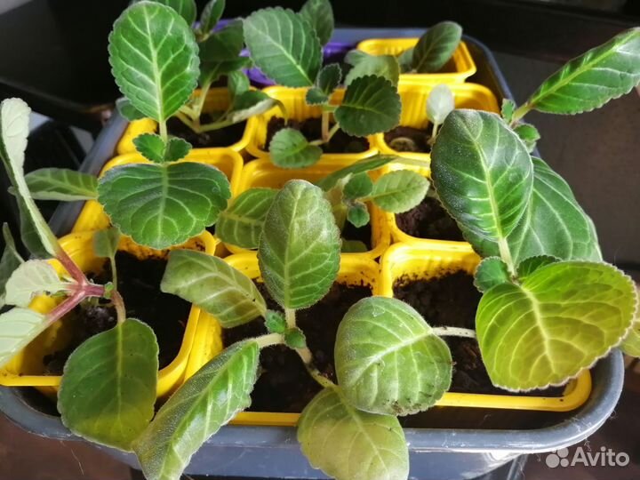 Продам глоксинии