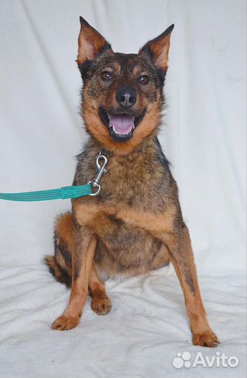 Небольшая собачка