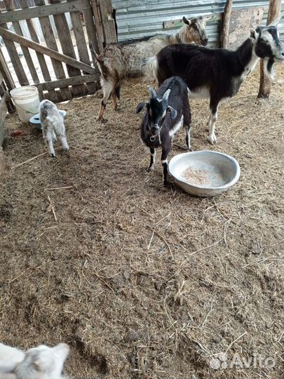 Дойные козы