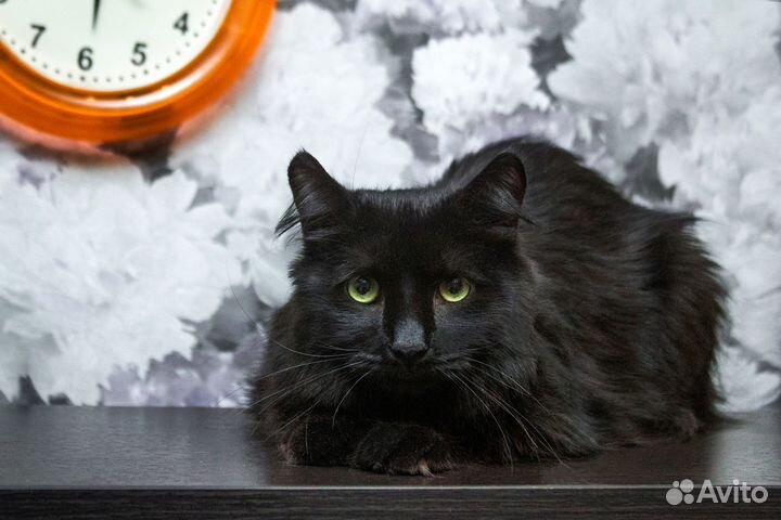 Кот Семён - черный, пушистый, ласковый