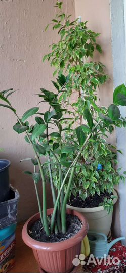 Замикулькас