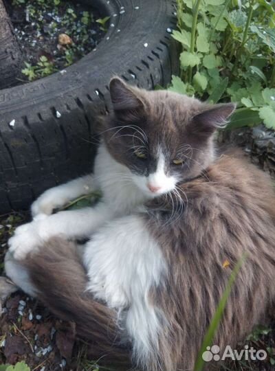 Кошки