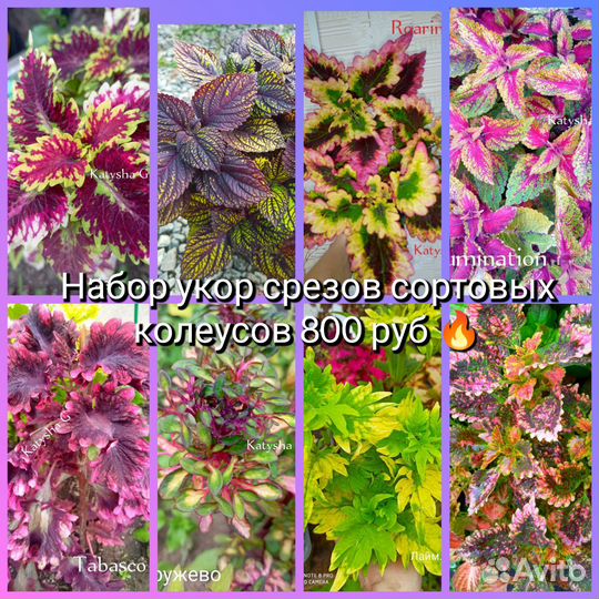 Колеусы вегетативные
