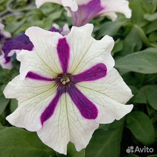 Рассада однолетних растений