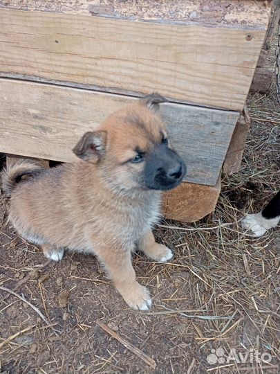 Щенки в добрые руки