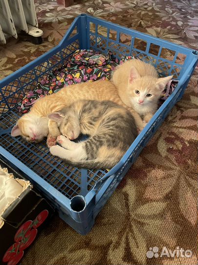 Котята в добрые руки