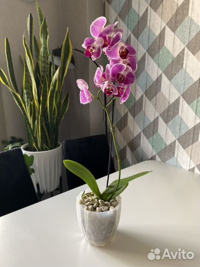 Орхидея фаленопсис