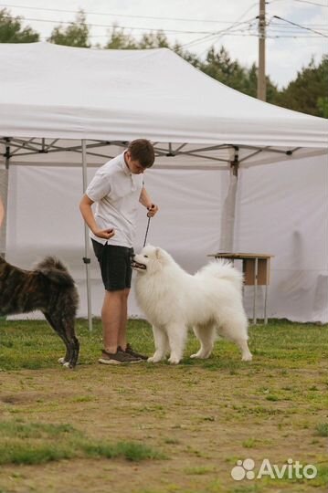 Вязка Самоедская лайка, самоед