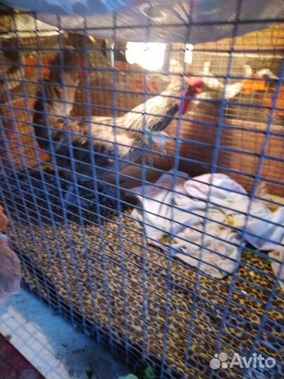 Петух породистый