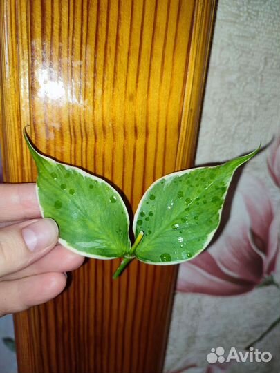 Фикус иволистный плакучая форма