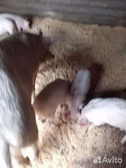 Поросета ландрас+ дюрок