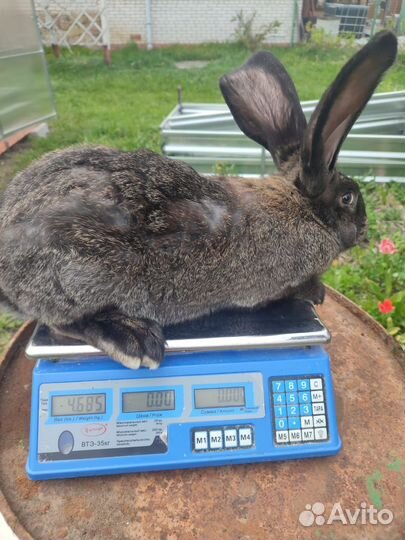 Кролики породы фландр