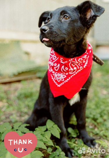 Щенок 4 месяца девочка