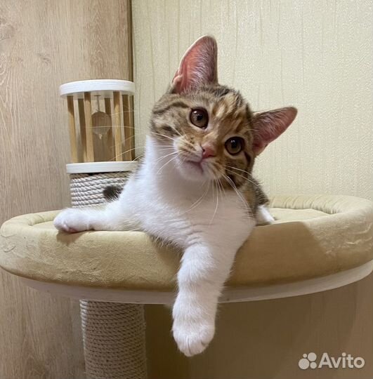 Котята породы манчкин