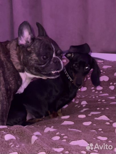 Французский бульдог отдам в добрые руки
