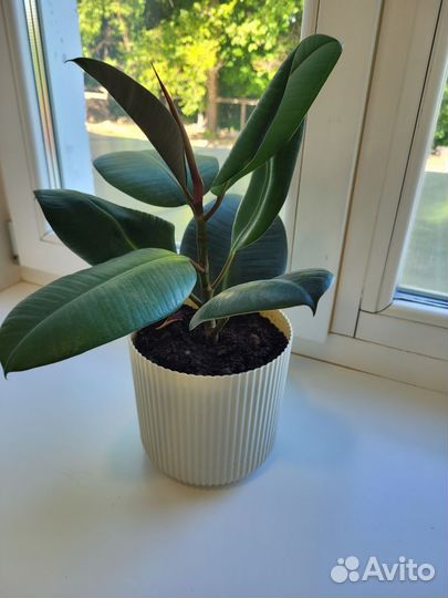 Фикус каучуконосный эластика