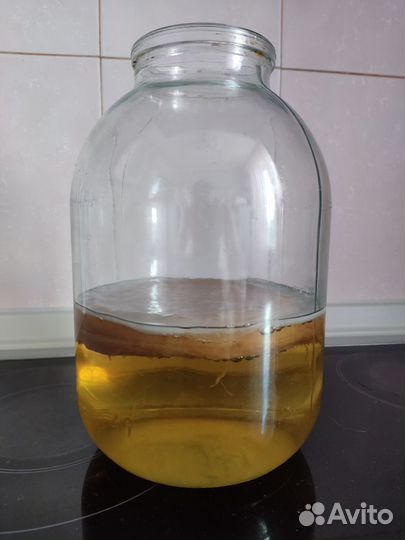 Чайный гриб, комбуча