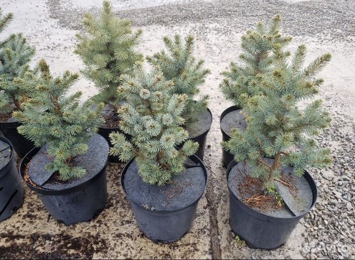 Ель глаука в горшке в наличии