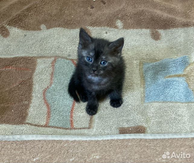 Отдам котенка