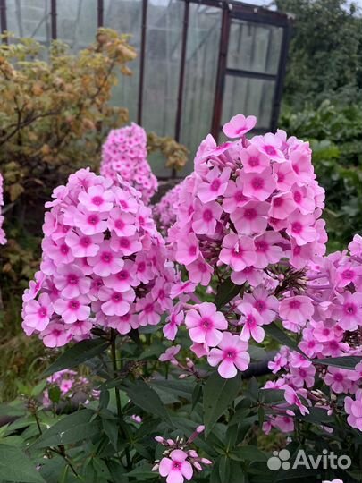 Флокс метельчатый