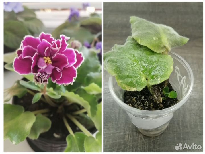 Детка фиалки