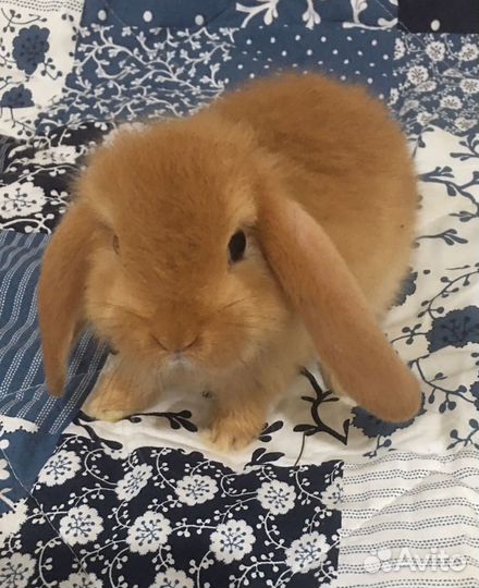 Вислоухие крольчата