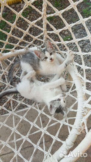 Отдам котят милашек