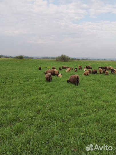 Продам баранов цена от за кг живого веса