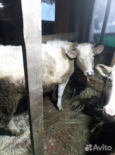 Домашние животные