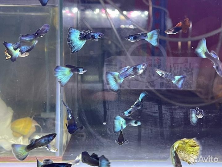 Аквариумные рыбки, корм, креветки