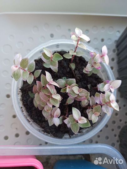 Каллизия, черенки