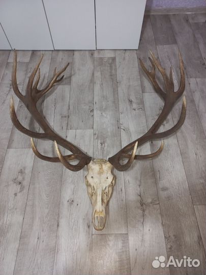 Рога благородного оленя