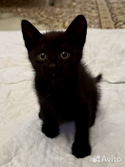 Котенок девочка 1 месяц