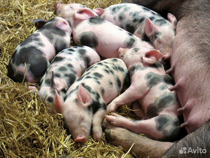 Поросята петрен + петрен макстер 304.Дюрок 7 мес
