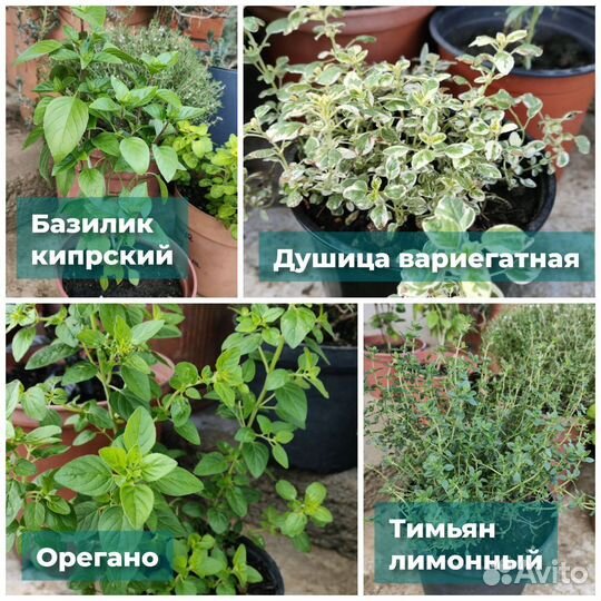 Коллекция мяты и пряно - ароматических растений